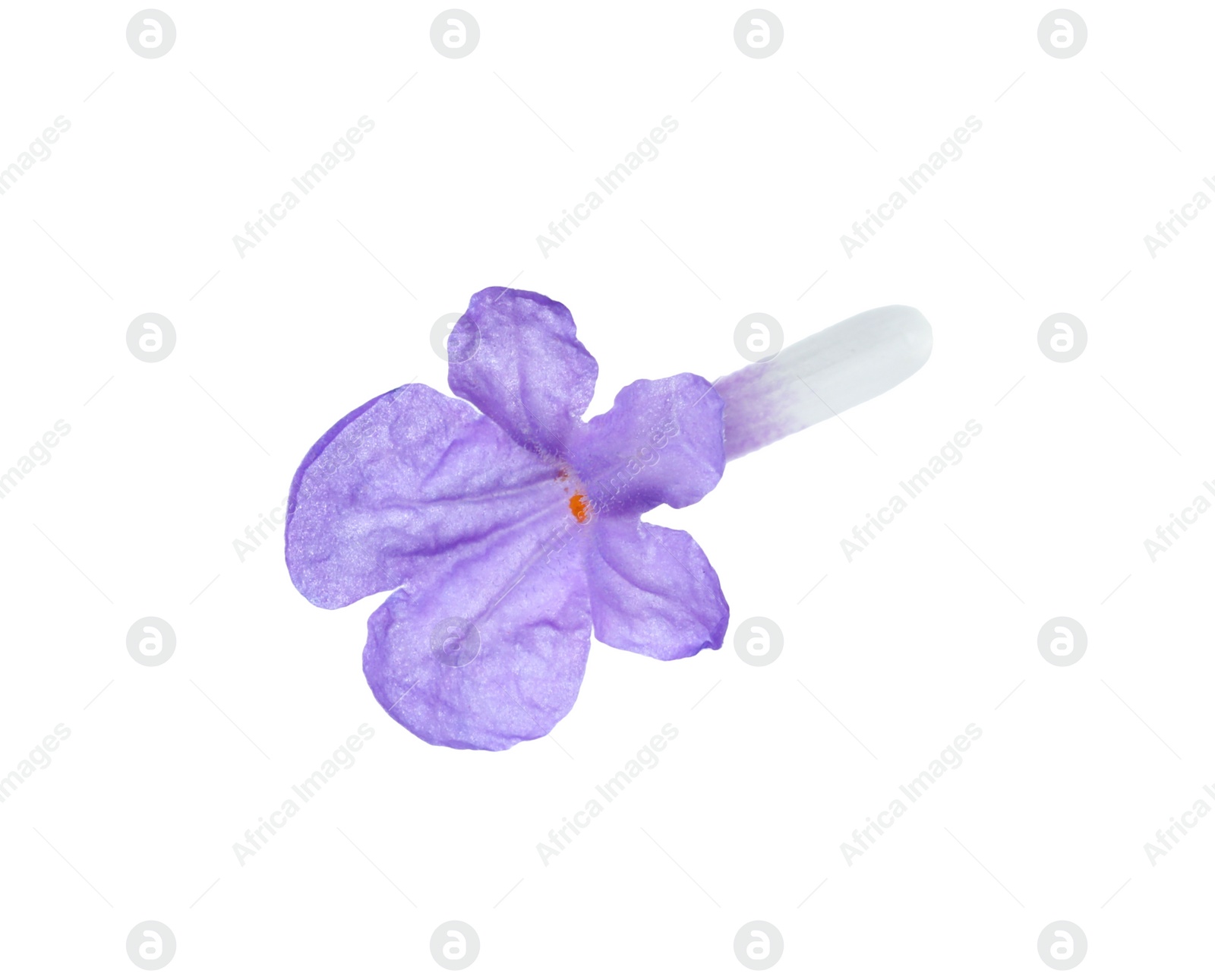 Photo of Beautiful aromatic lavender flower isolated on white