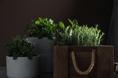 Photo of Different aromatic herbs growing in pots indoors