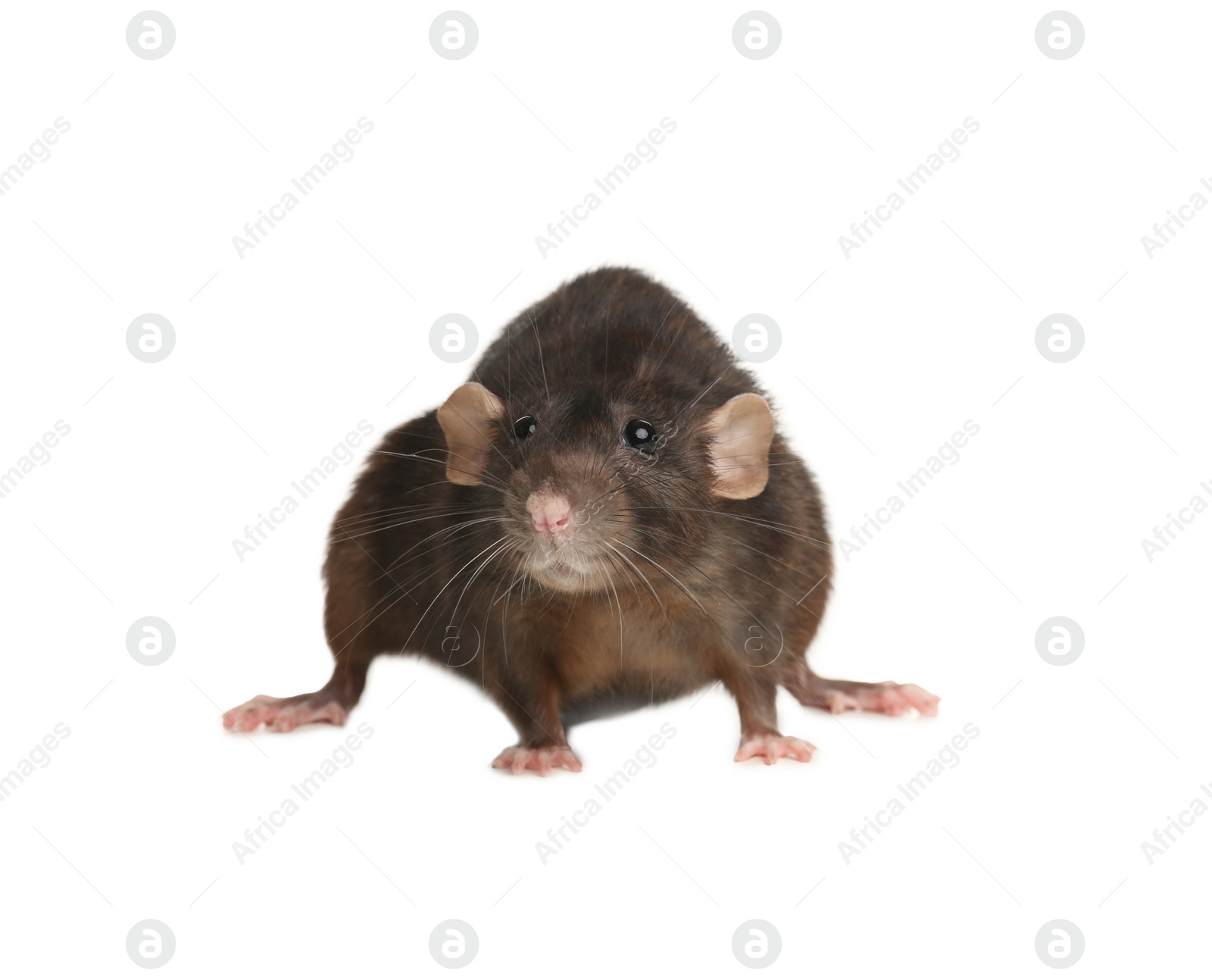 Photo of Little brown rat on white background. Pest control