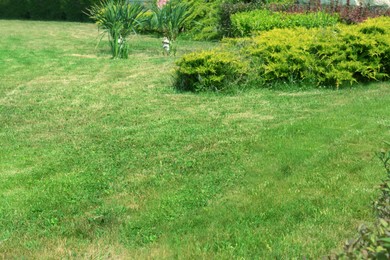 Beautiful yard with green lawn and shrubbery