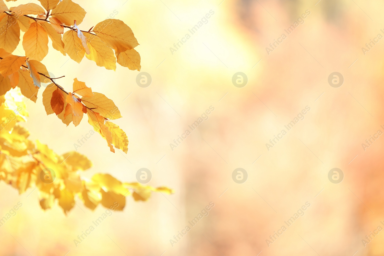 Photo of Tree twigs with autumn leaves on blurred background. Space for text