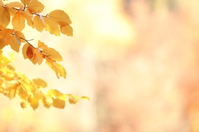 Photo of Tree twigs with autumn leaves on blurred background. Space for text