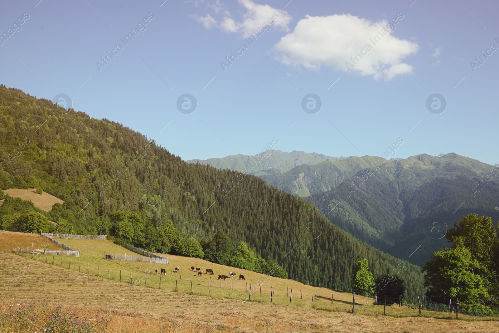 Photo of Beautiful view of cows grazing on mountain hill
