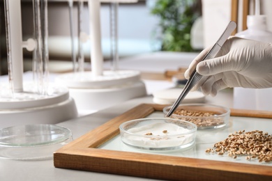 Photo of Scientist sorting wheat grains on glass tray at table in laboratory, closeup