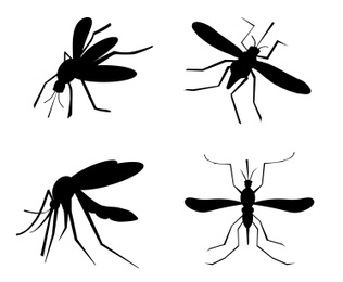Image of Set of black mosquitoes on white background. Illustration