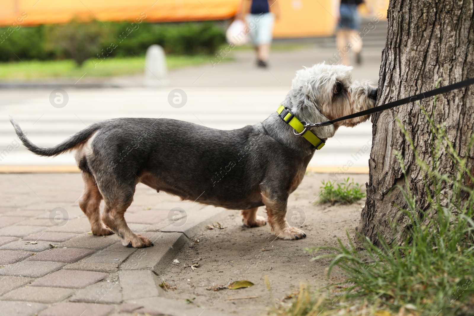 Photo of Wire-haired miniature dachshund dog on walk in park