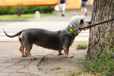 Wire-haired miniature dachshund dog on walk in park