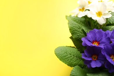 Photo of Beautiful primula (primrose) plants with colorful flowers on yellow background, space for text. Spring blossom