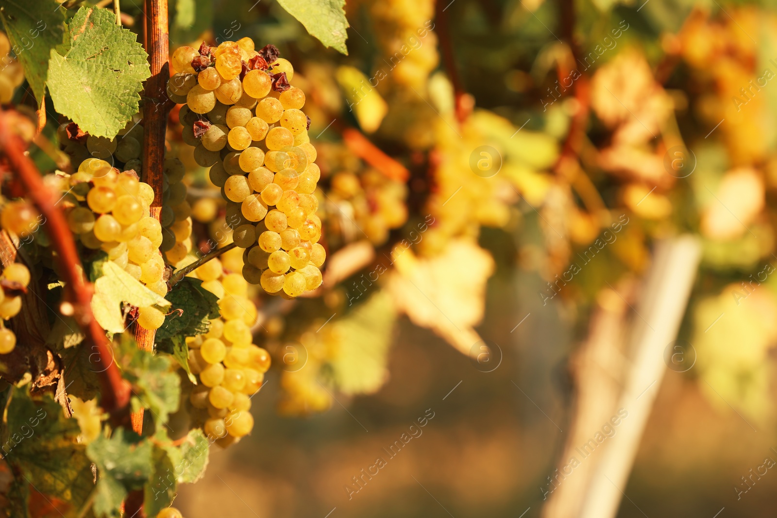 Photo of Fresh ripe juicy grapes growing on branches in vineyard