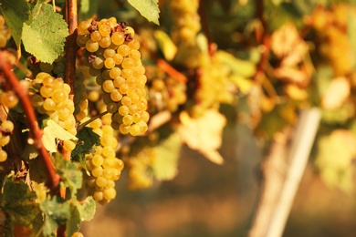 Photo of Fresh ripe juicy grapes growing on branches in vineyard