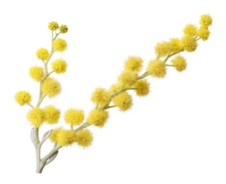 Photo of Beautiful yellow mimosa flowers isolated on white