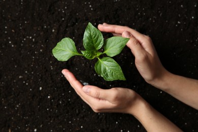Photo of Woman holding green pepper seedling over soil, top view