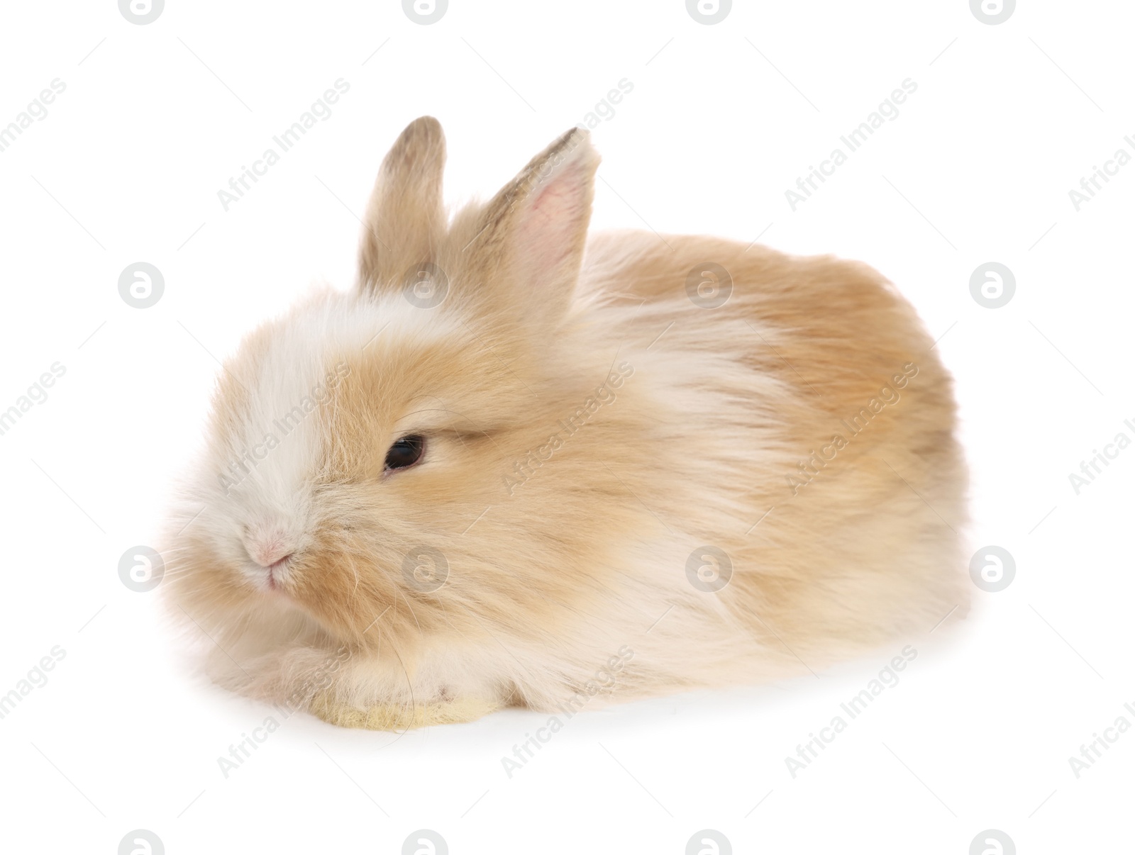 Photo of Cute fluffy pet rabbit isolated on white