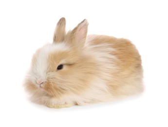 Cute fluffy pet rabbit isolated on white