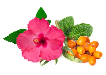Image of Beautiful hibiscus flower, ripe sea buckthorn berries and mint on white background