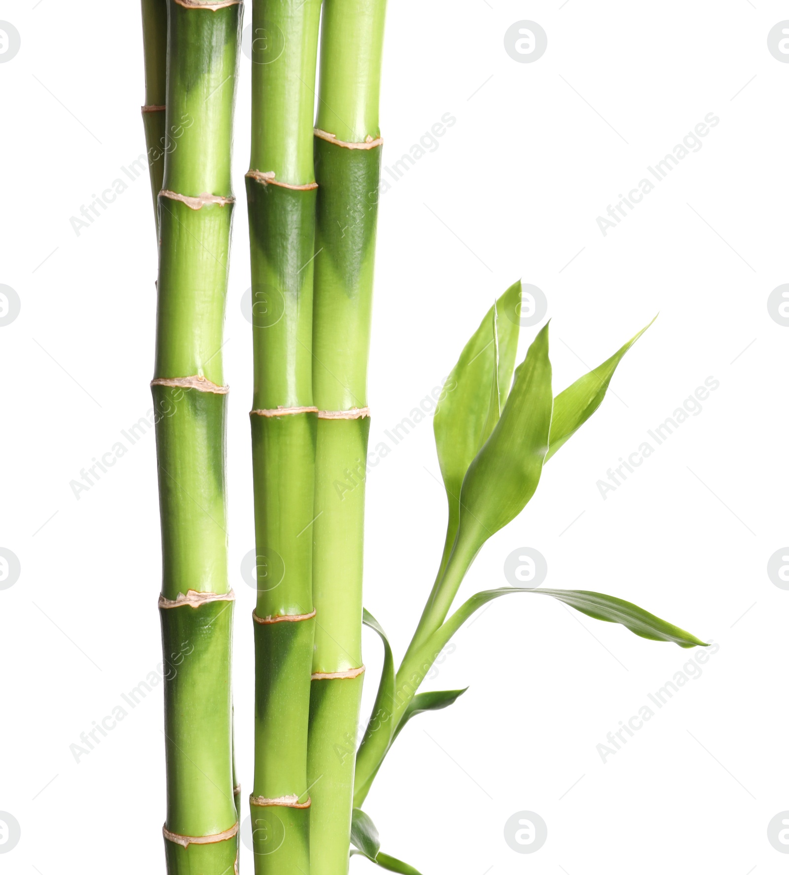 Photo of Green bamboo stems with leaves on white background