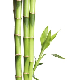 Green bamboo stems with leaves on white background