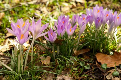 Photo of Many beautiful violet crocus flowers growing outdoors