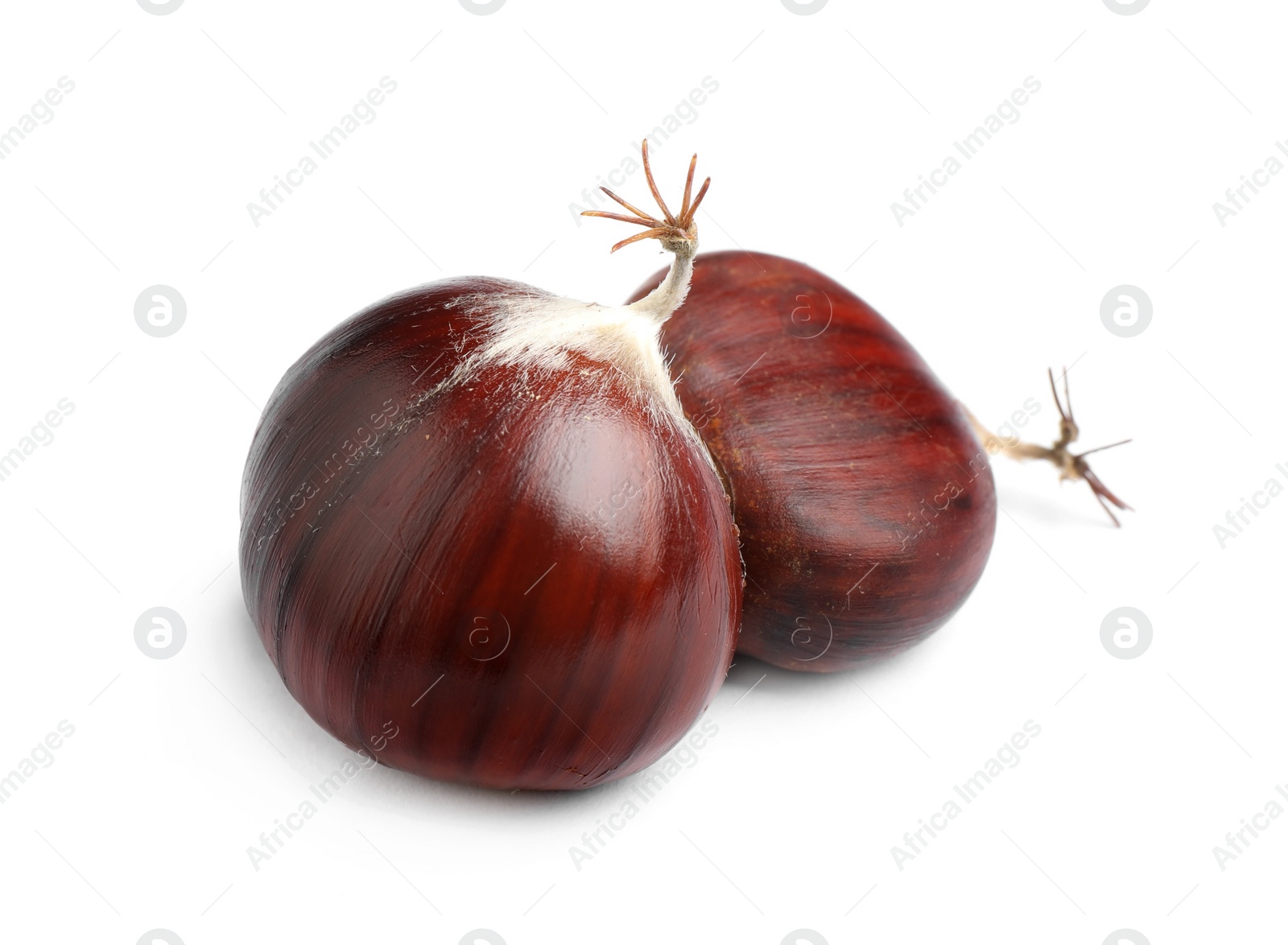 Photo of Fresh sweet edible chestnuts on white background