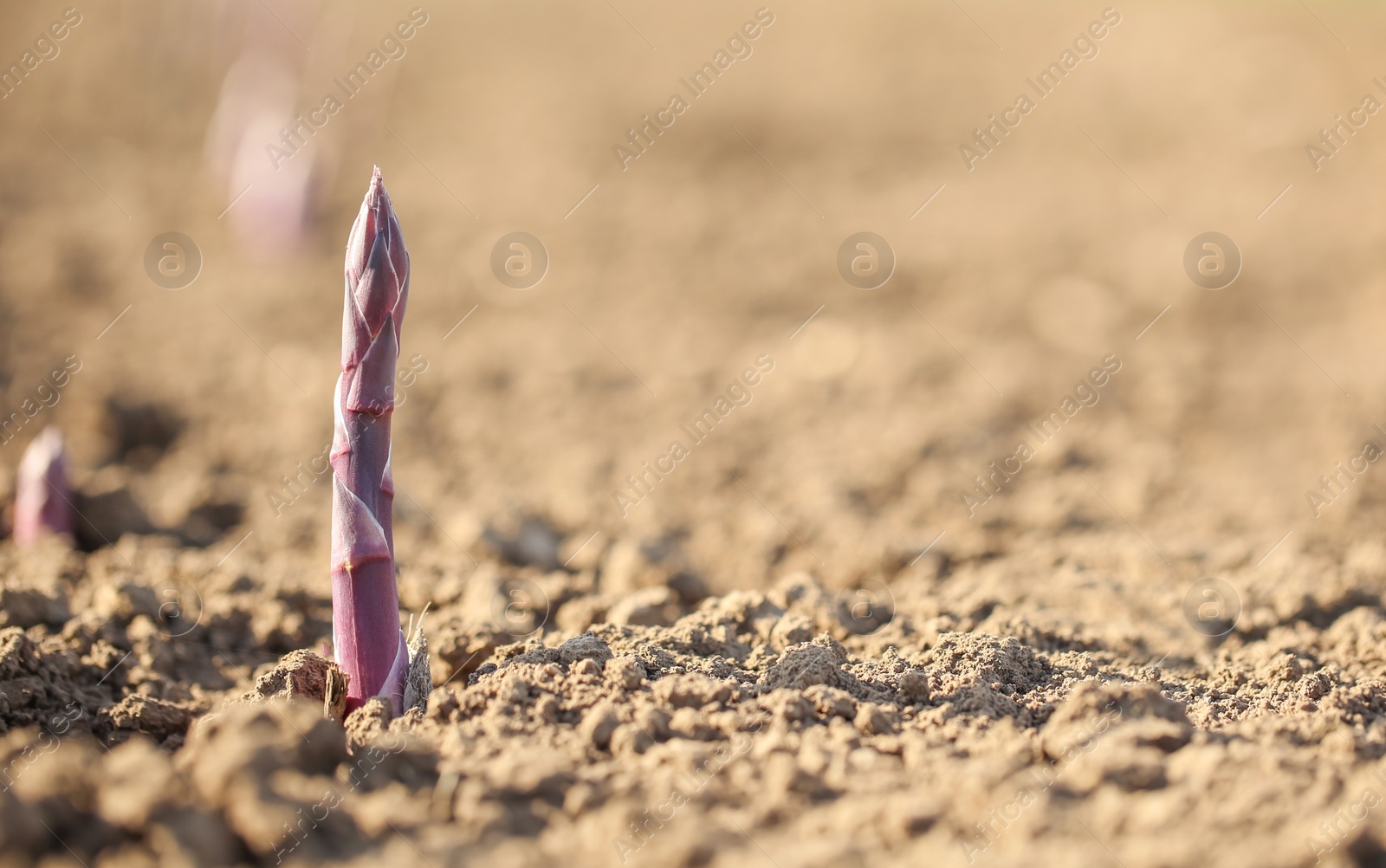 Photo of Young sprout in field on sunny spring day, closeup