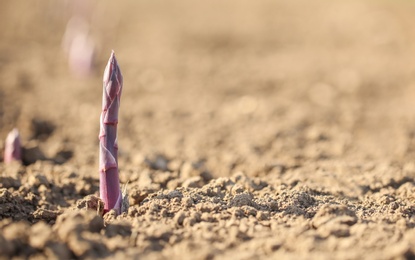 Photo of Young sprout in field on sunny spring day, closeup