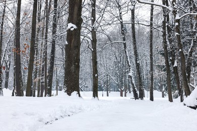 Trees covered with snow in winter park