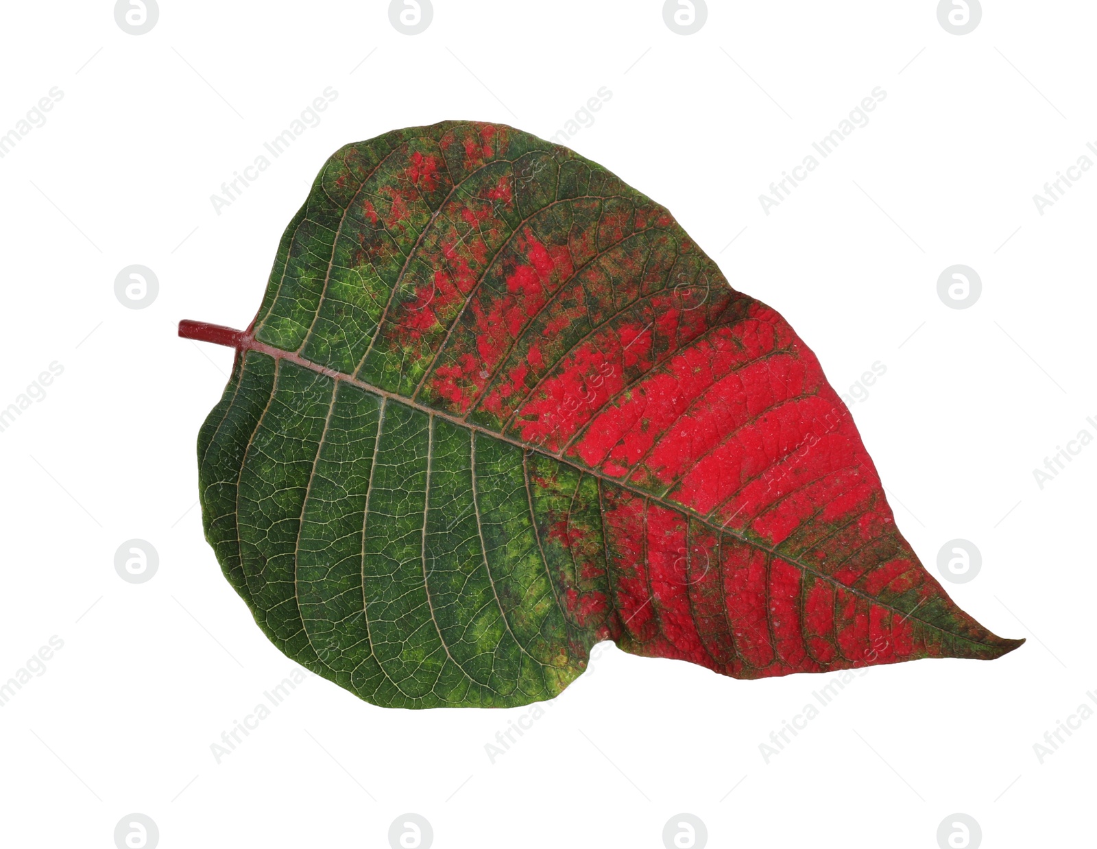 Photo of Leaf of tropical poinsettia plant isolated on white