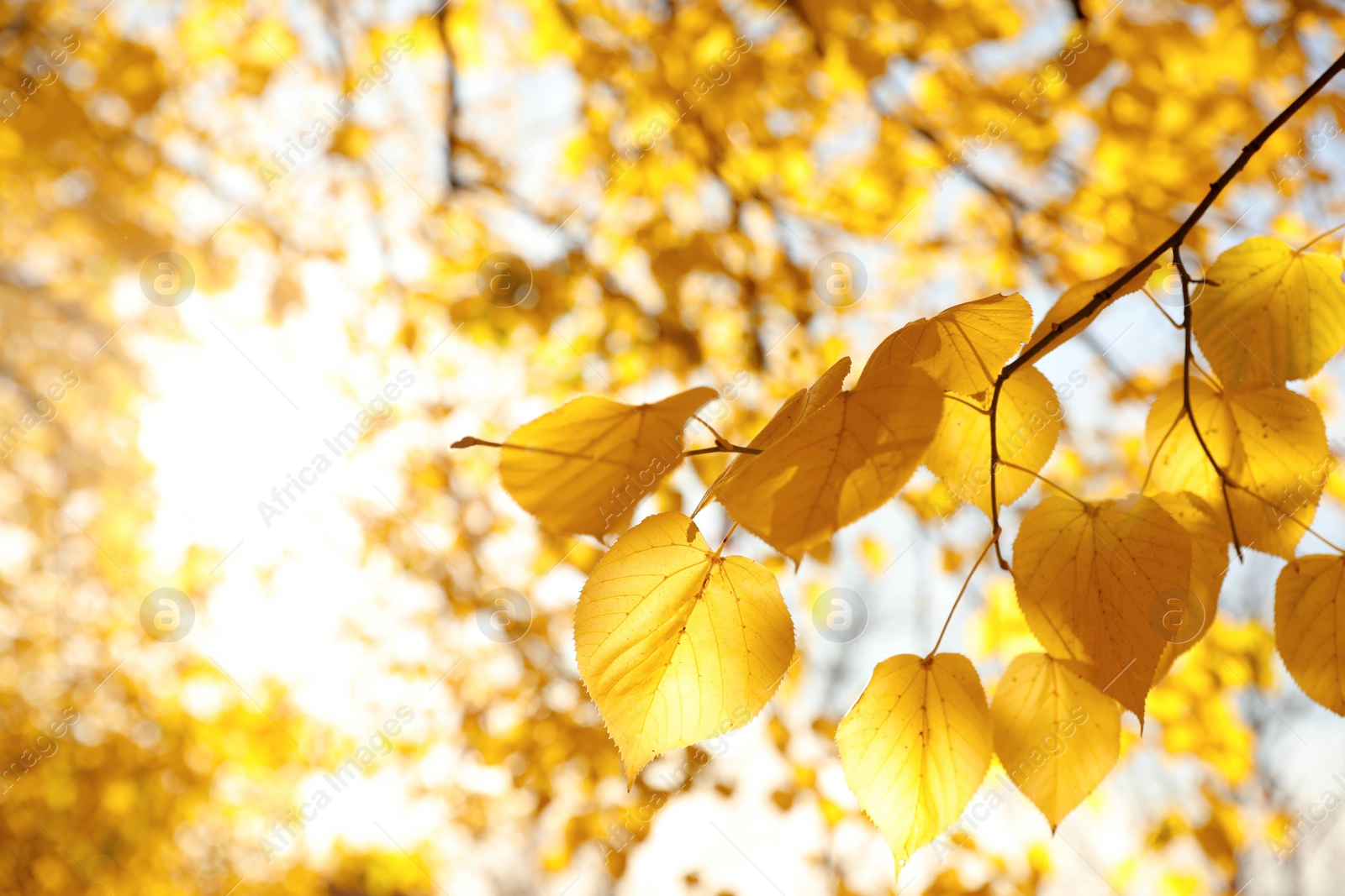 Photo of Tree branch with sunlit golden leaves in park, closeup. Autumn season