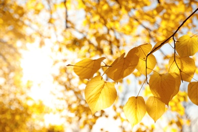 Tree branch with sunlit golden leaves in park, closeup. Autumn season