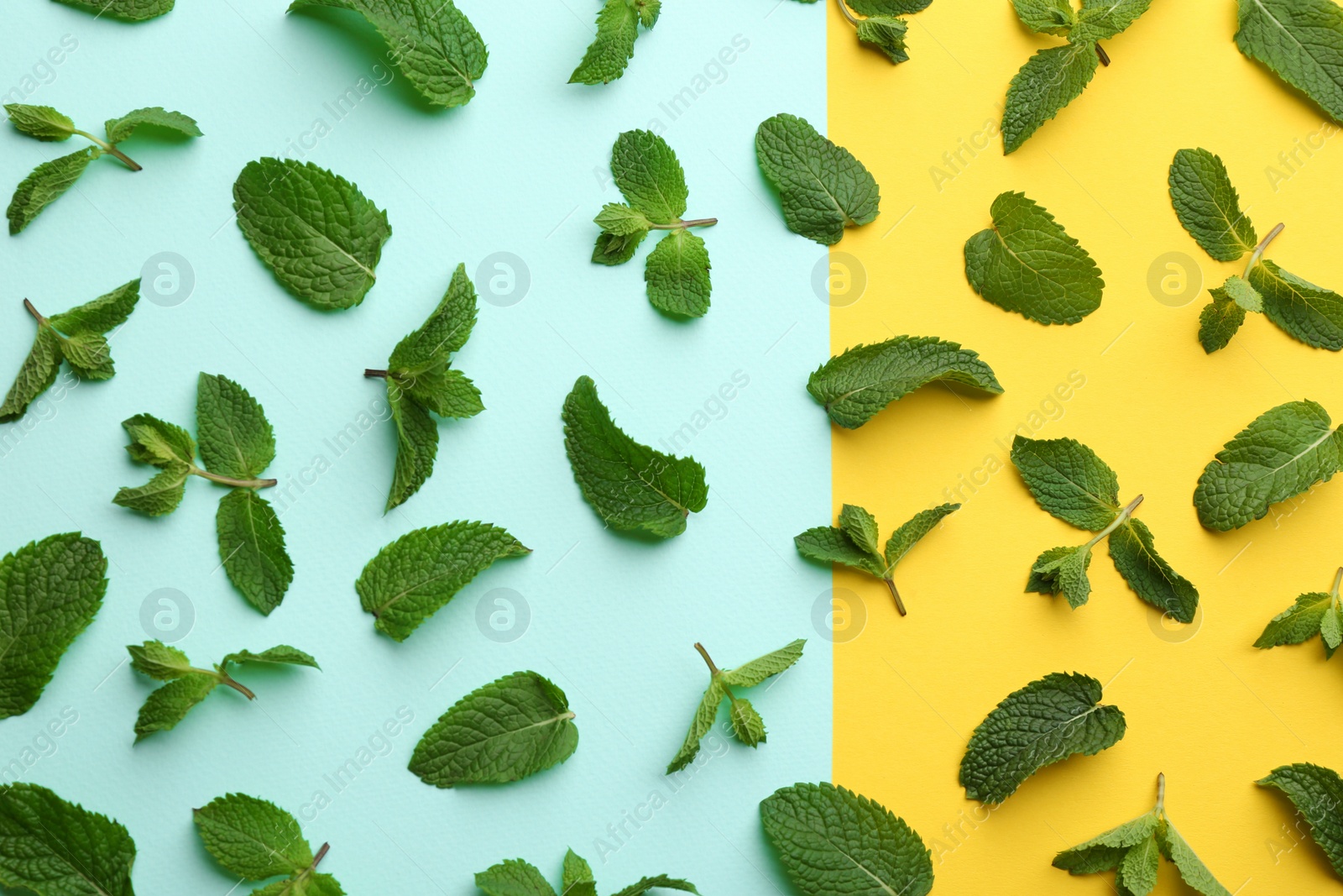 Photo of Fresh mint leaves on color background, flat lay