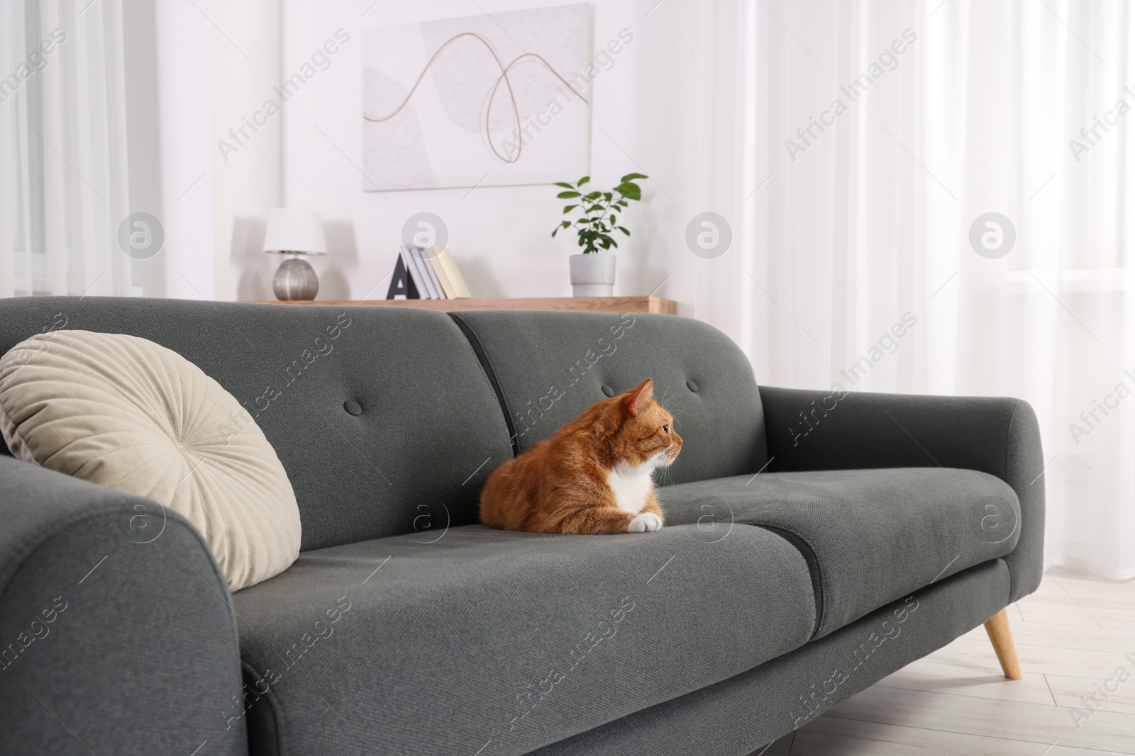Photo of Cute fluffy ginger cat lying on sofa at home