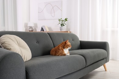 Cute fluffy ginger cat lying on sofa at home