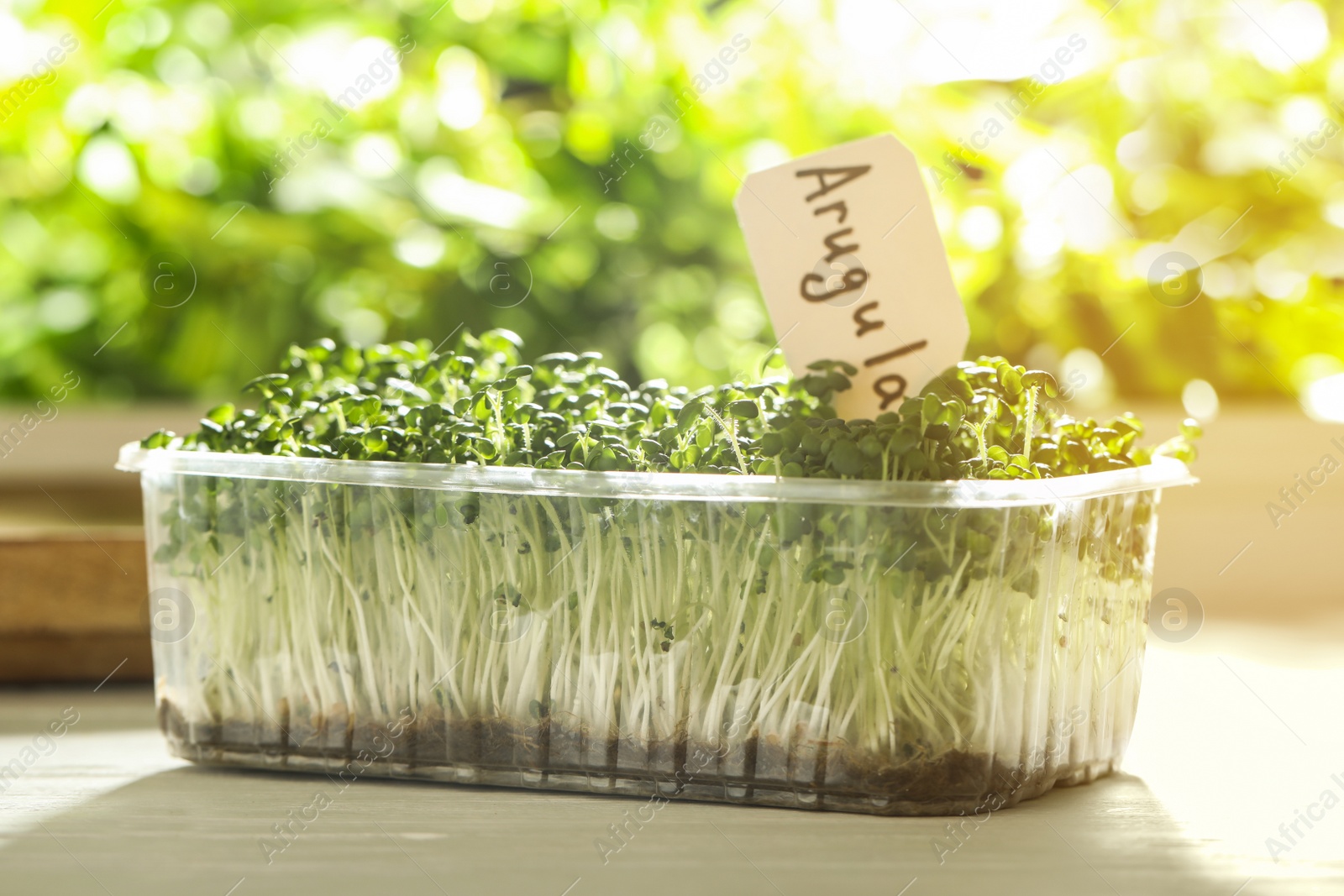 Photo of Sprouted arugula seeds in plastic container on white wooden table