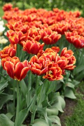 Many beautiful tulips growing outdoors, closeup. Spring season