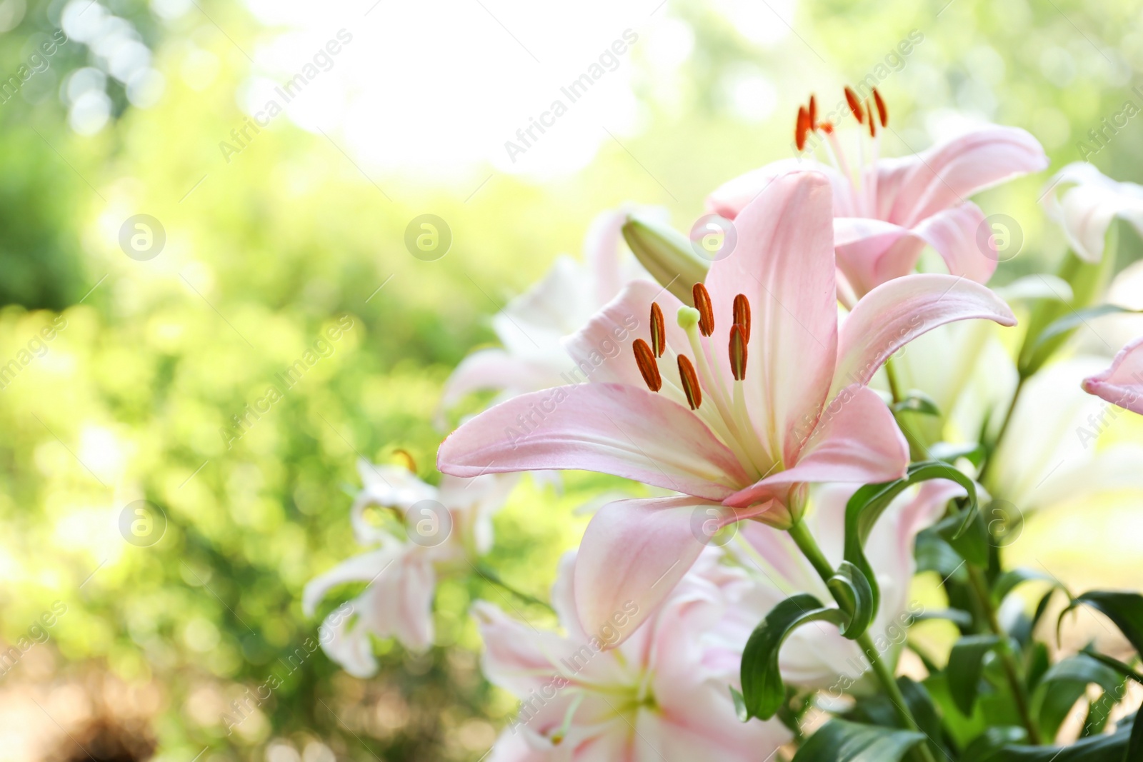 Photo of Beautiful blooming lily flowers in garden, closeup