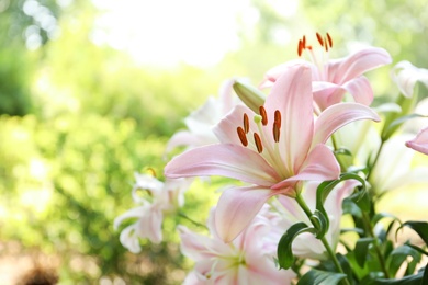 Photo of Beautiful blooming lily flowers in garden, closeup