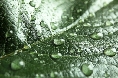 Photo of Beautiful green leaf with water drops, closeup