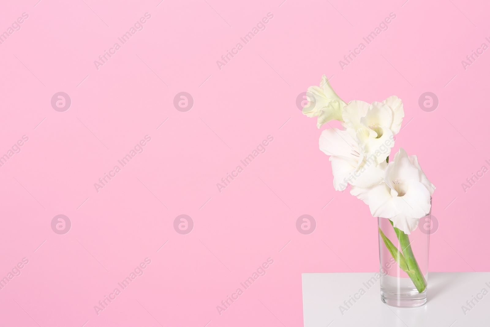 Photo of Vase with beautiful gladiolus flowers on wooden table against pink background. Space for text