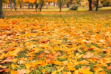 Photo of Colorful autumn leaves on green lawn in park