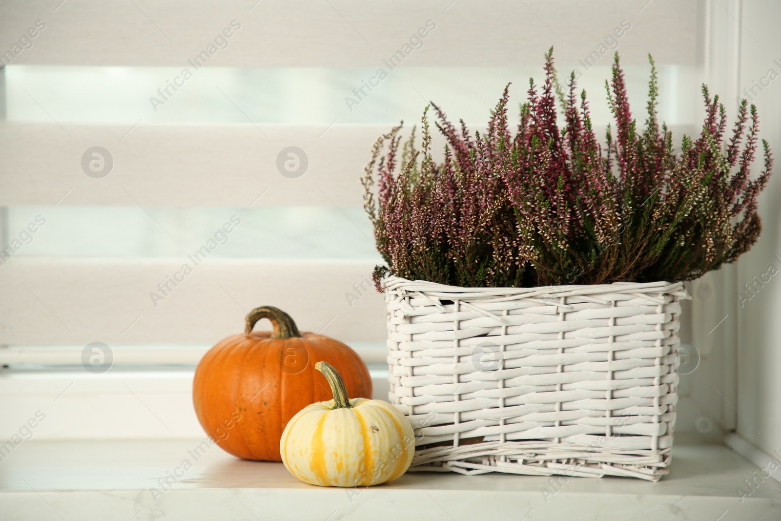 Photo of Beautiful heather flowers in basket and pumpkins on white windowsill indoors, space for text