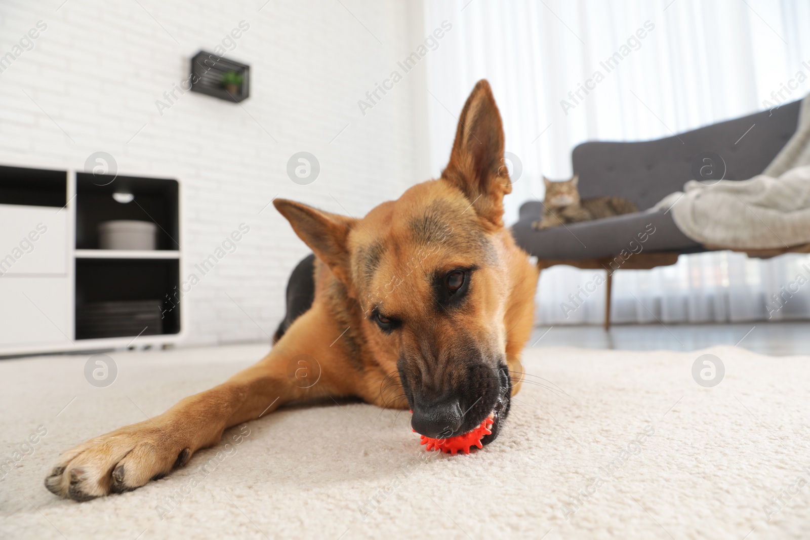 Photo of German shepherd playing with ball on floor in living room