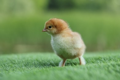 Cute chick on green artificial grass outdoors, closeup. Baby animal