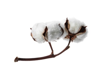 Beautiful fluffy cotton flowers on white background