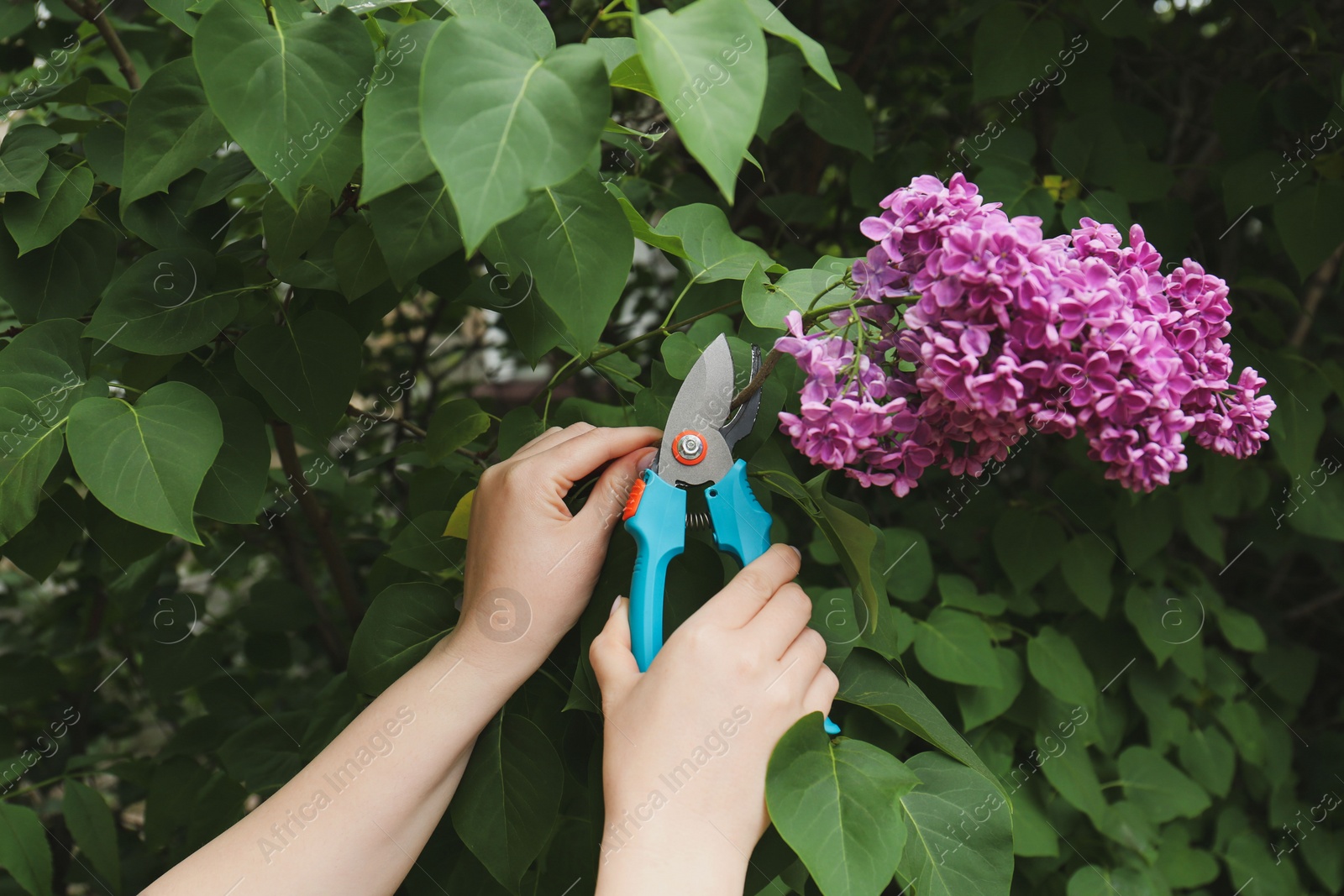 Photo of Gardener pruning lilac branch with secateurs outdoors, closeup