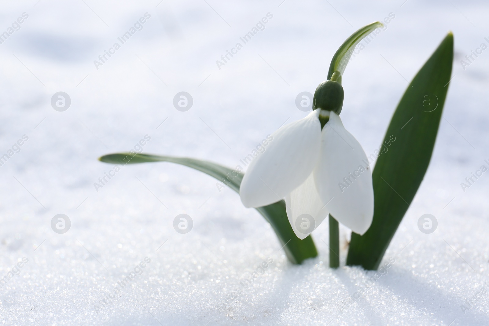 Photo of Beautiful blooming snowdrop growing in snow outdoors, space for text. Spring flowers