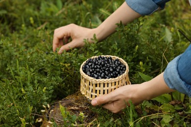 Photo of Woman picking up bilberries in forest, closeup