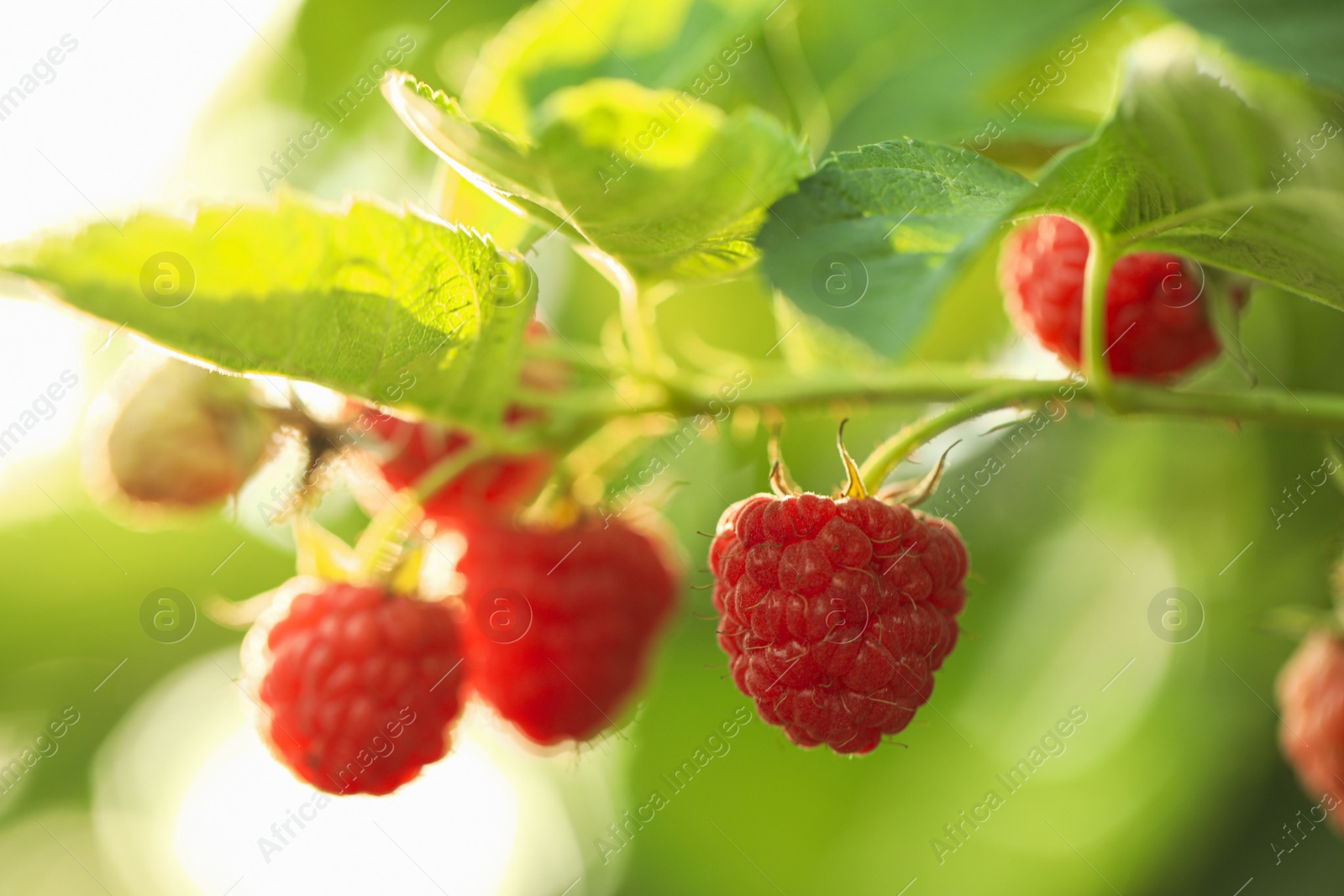 Photo of Raspberry bush with tasty ripe berries in garden, closeup