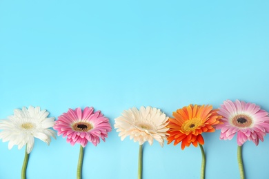 Flat lay composition with beautiful bright gerbera flowers on color background. Space for text