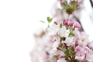 Photo of Closeup view of tree branch with tender flowers outdoors, space for text. Amazing spring blossom