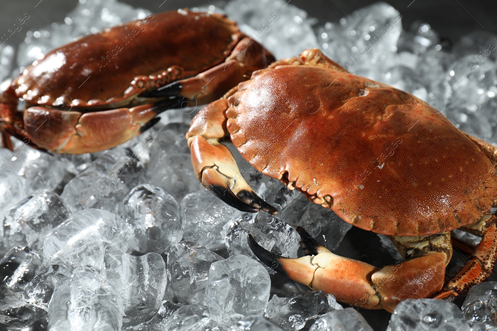 Photo of Delicious boiled crabs on ice cubes, closeup